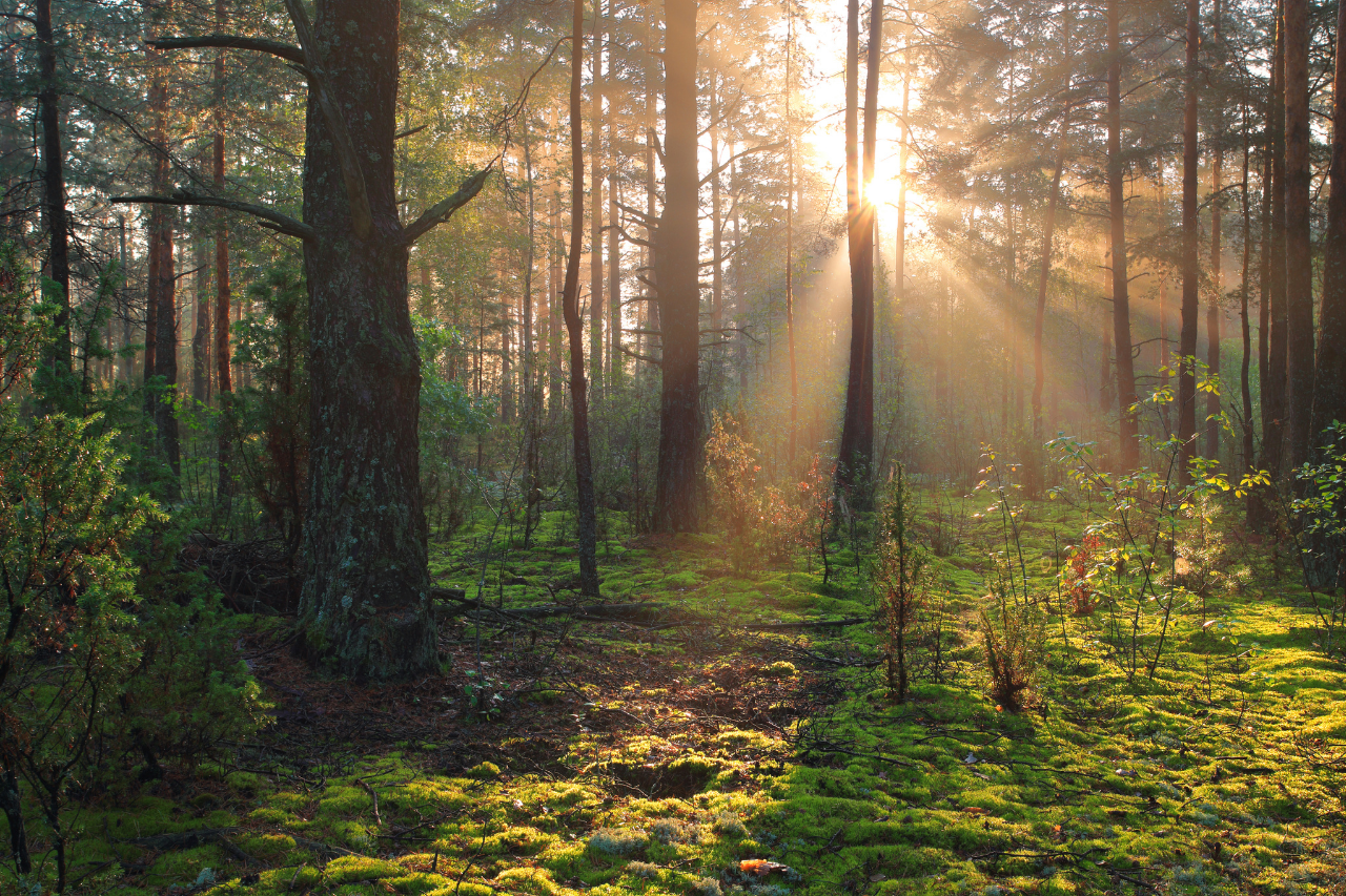 Rayons de soleil à travers une forêt de pins, ambiance immersive - Noa Dannonay Vidéo Outdoor Nature
